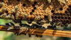 Μελισσοκομία: Σε λειτουργία η εφαρμογή για αιτήσεις σε 4 δράσεις